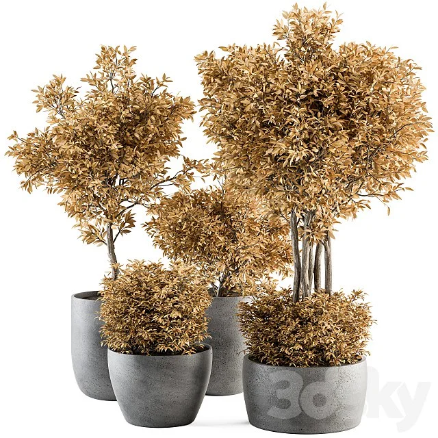 Outdoor Plant Set 322
